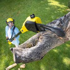 Best Tree Removal  in Pittston, PA
