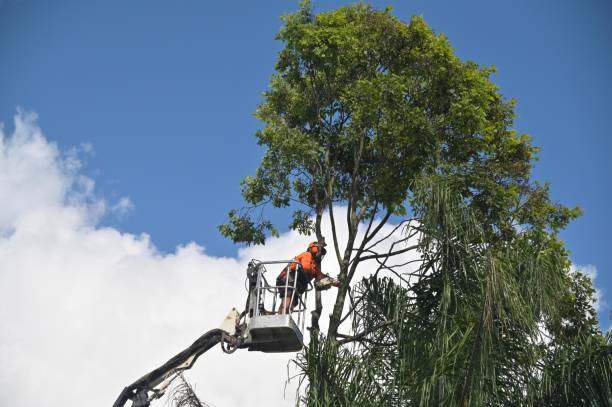 Best Lawn Dethatching  in Pittston, PA