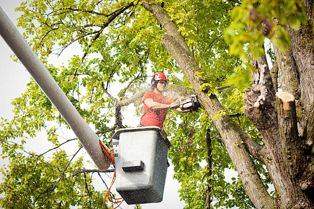 Best Tree Cabling and Bracing  in Pittston, PA