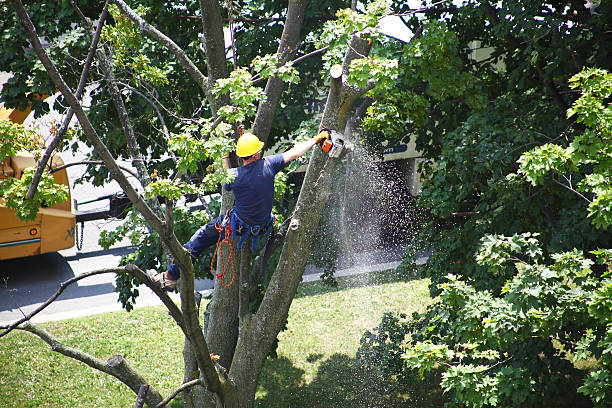 Reliable Pittston, PA Tree Care Solutions