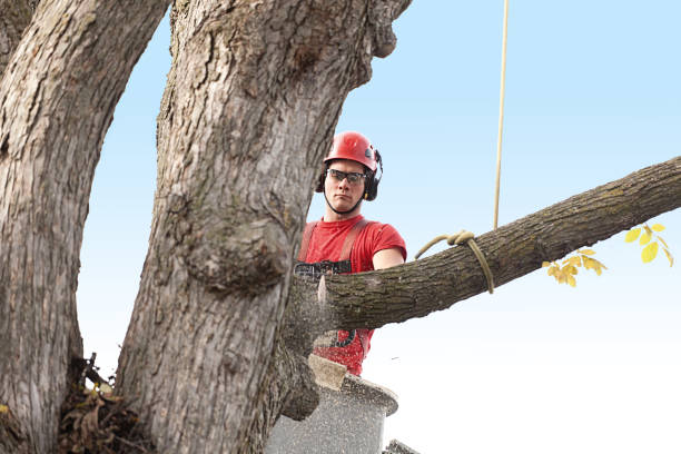 Pittston, PA Tree Care Pros
