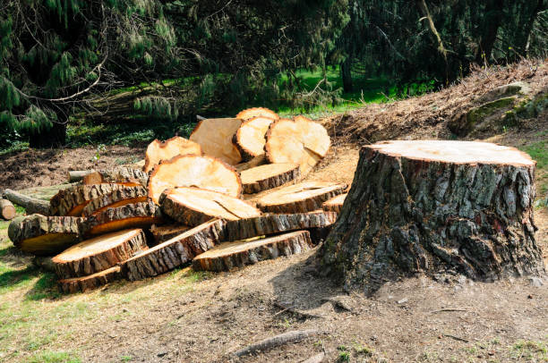Best Tree Health Inspection  in Pittston, PA